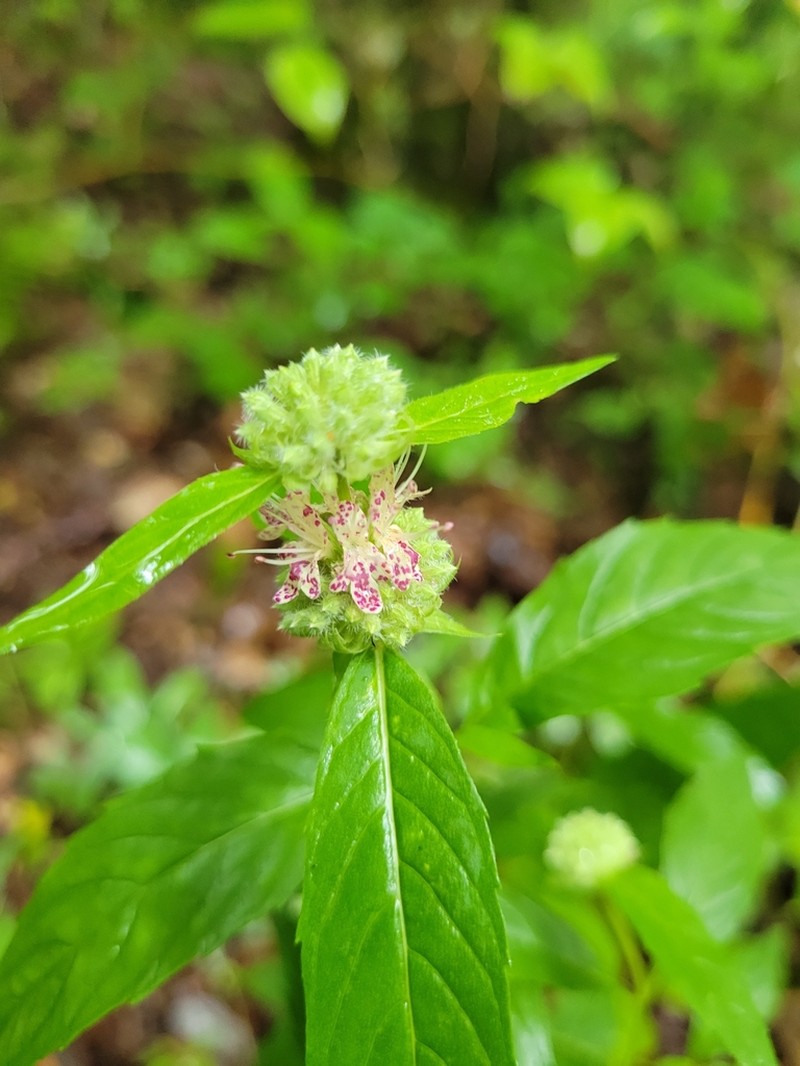 Thinleaf Mountainmint photo 3