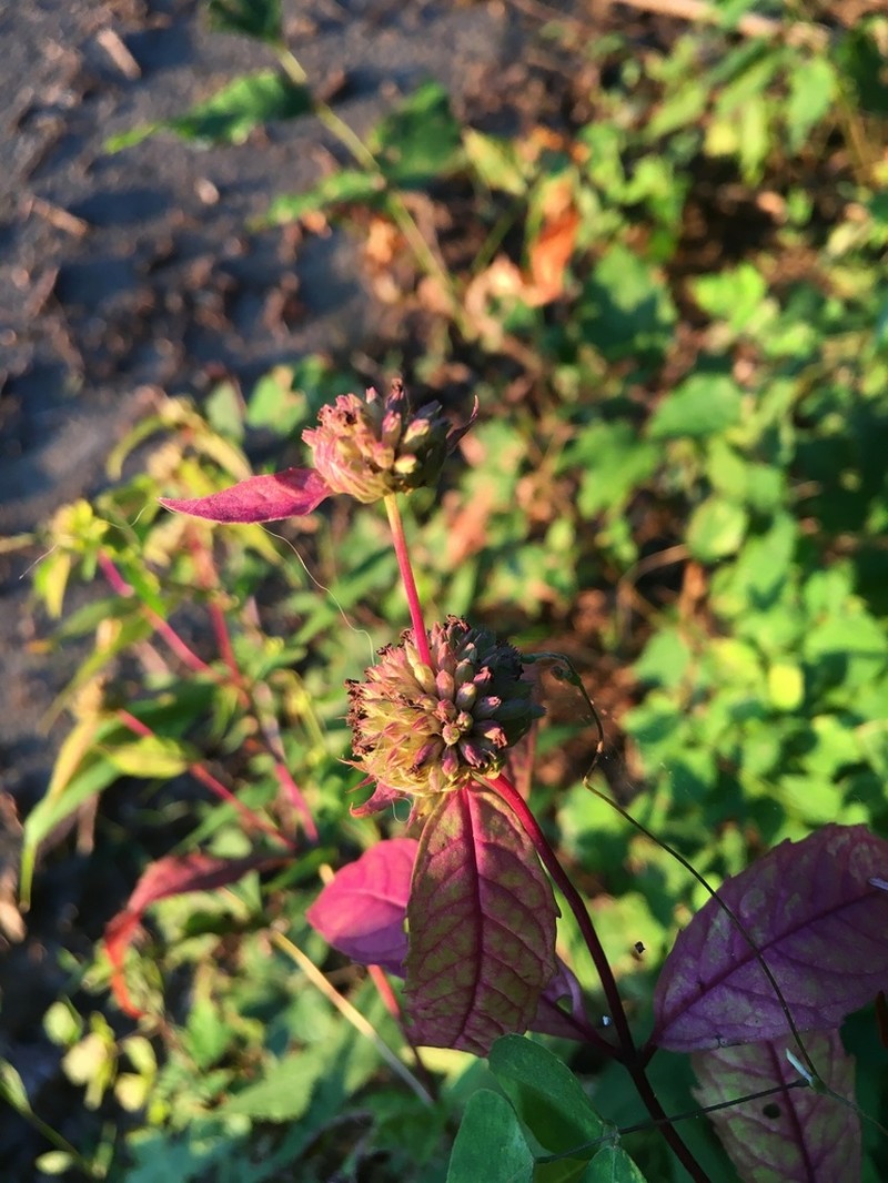 Thinleaf Mountainmint photo 4