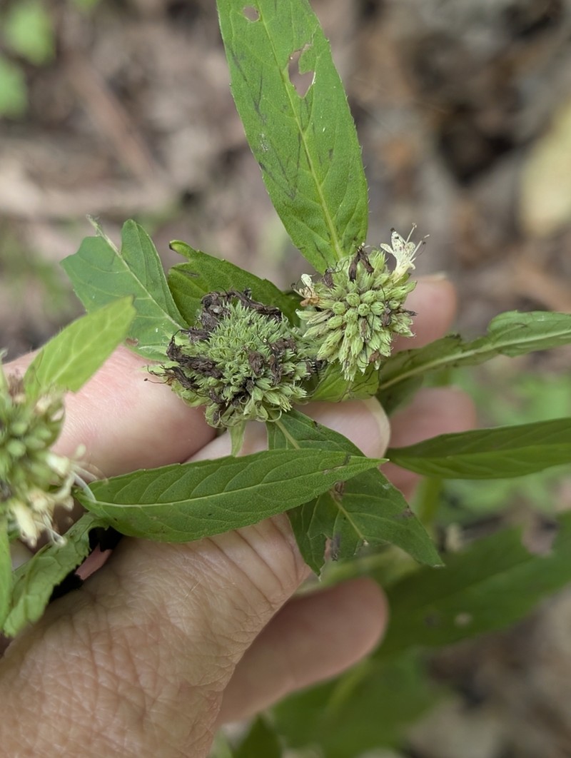 Thinleaf Mountainmint photo 5