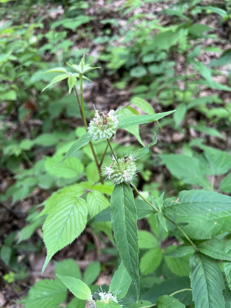 Thinleaf Mountainmint photo 6