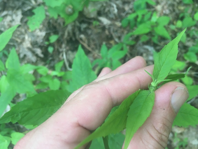 Thinleaf Mountainmint photo 7