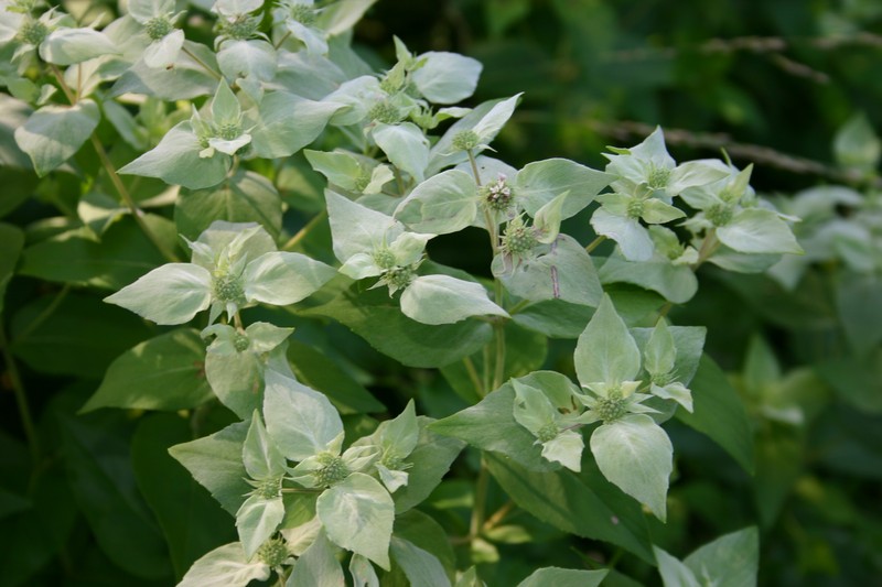 Clustered Mountainmint