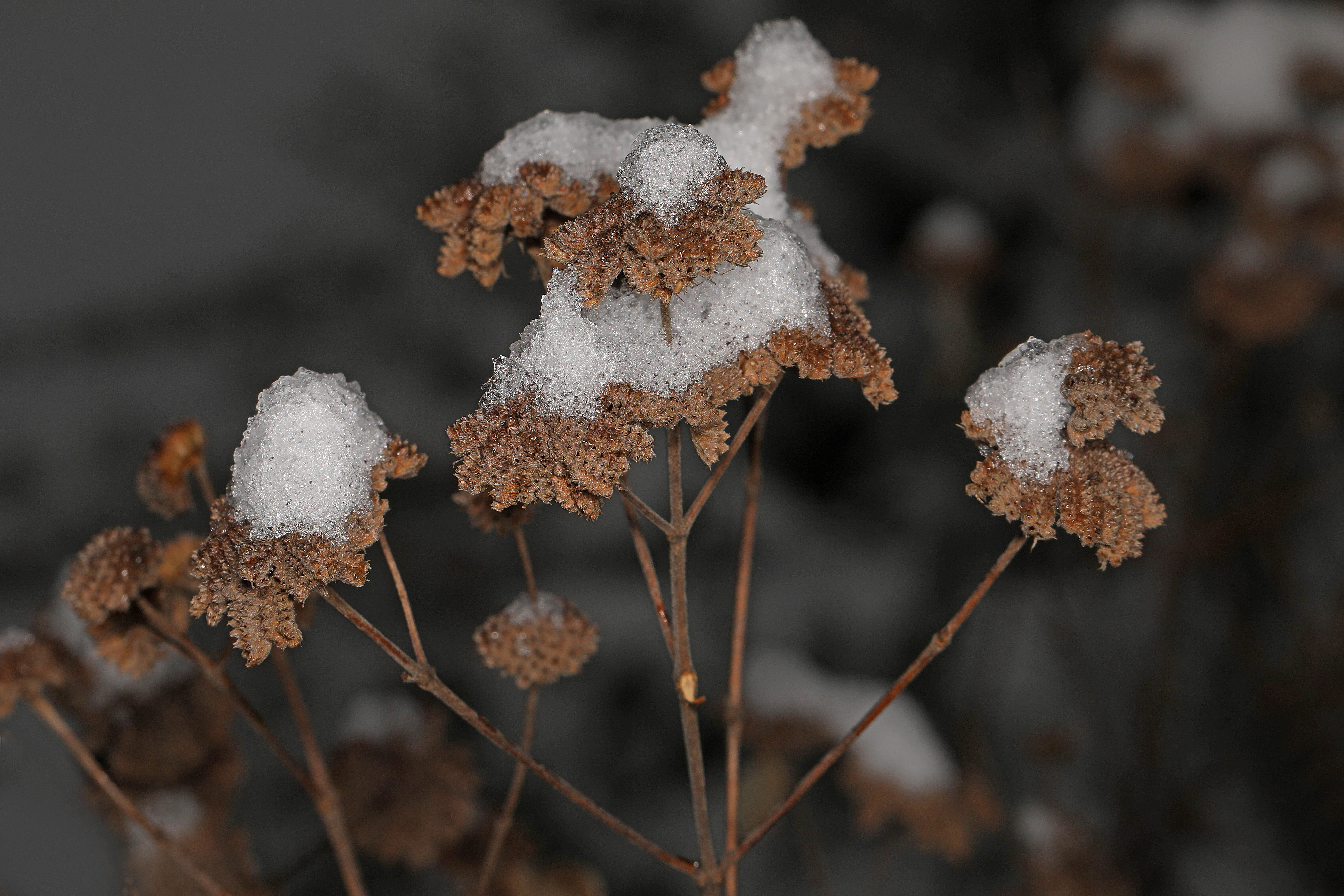 Clustered Mountainmint photo 4