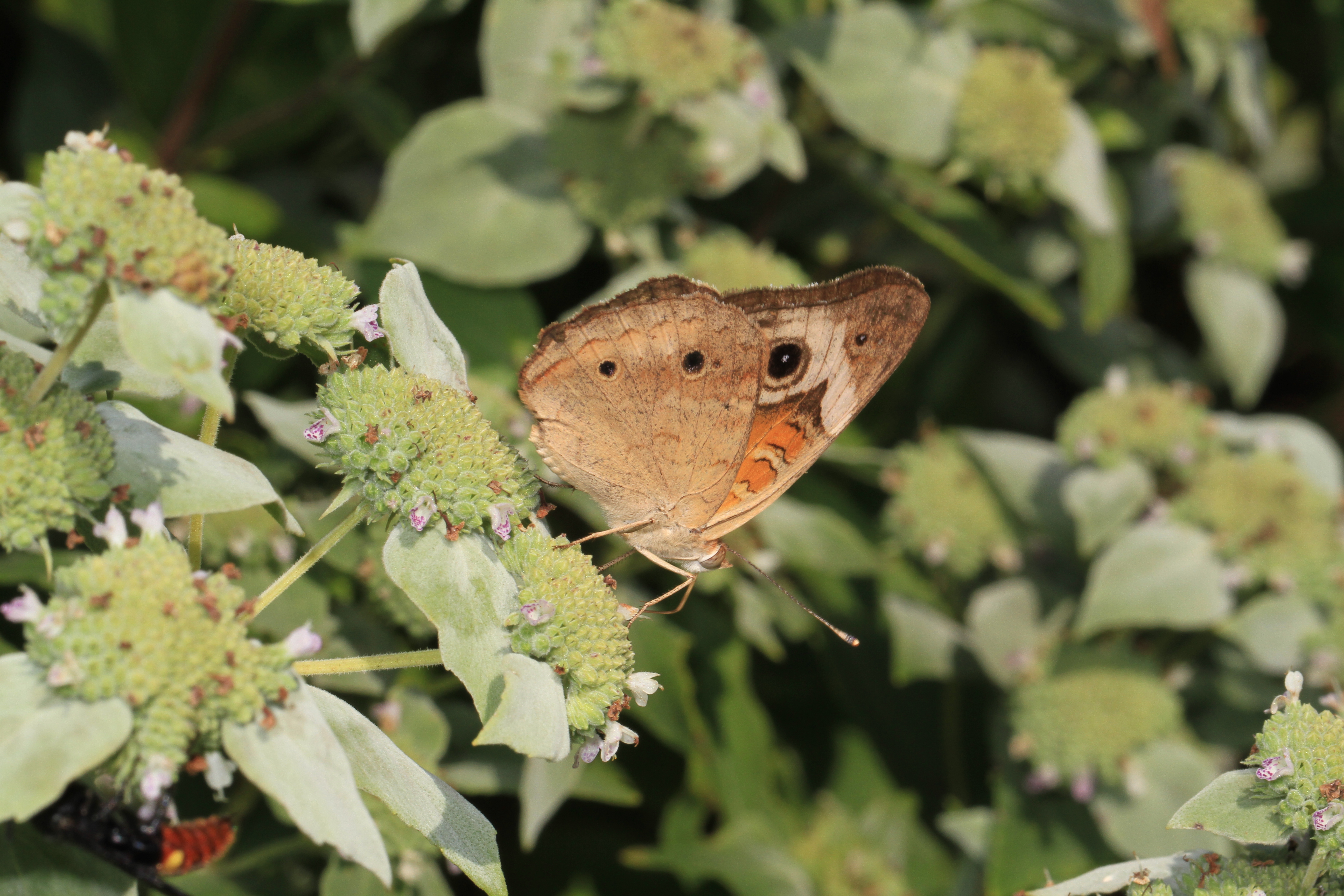 Clustered Mountainmint photo 5