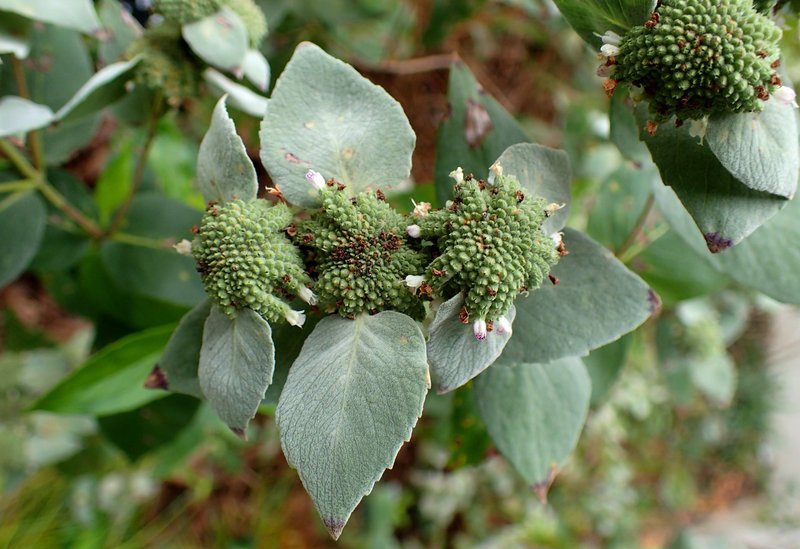 Clustered Mountainmint photo 6
