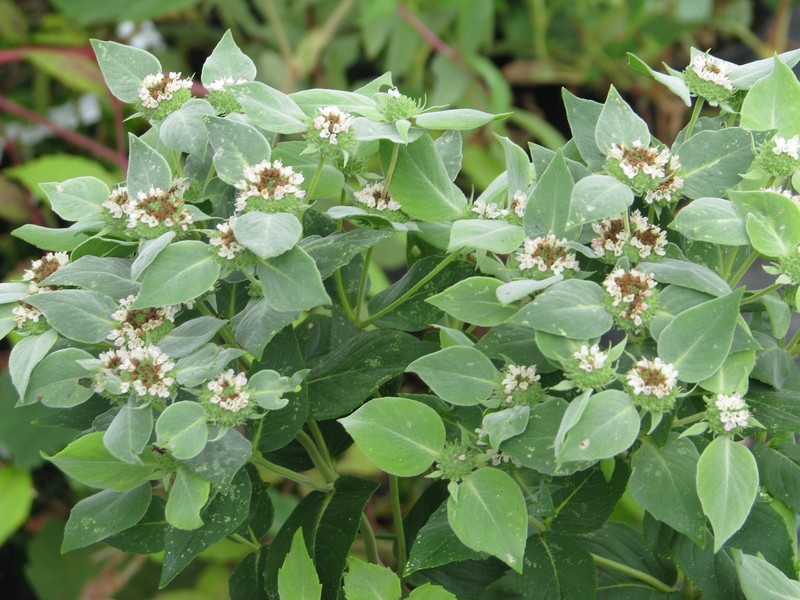 Clustered Mountainmint photo 2
