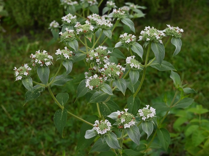 Clustered Mountainmint photo 3