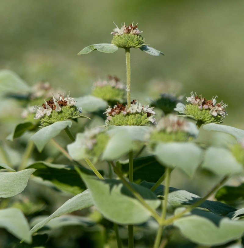 Clustered Mountainmint photo 6