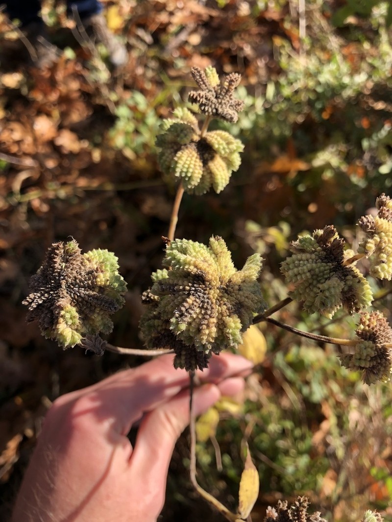 Clustered Mountainmint photo 7