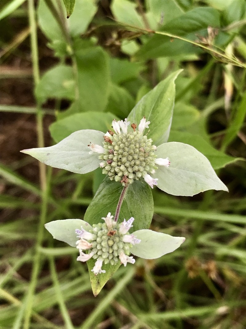 Clustered Mountainmint photo 8