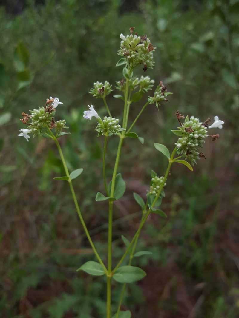 Coastal Plain Mountainmint