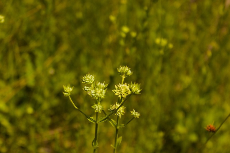 Coastal Plain Mountainmint photo 3