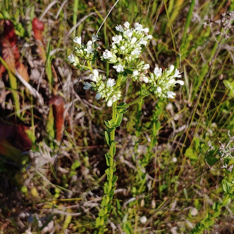 Coastal Plain Mountainmint photo 4