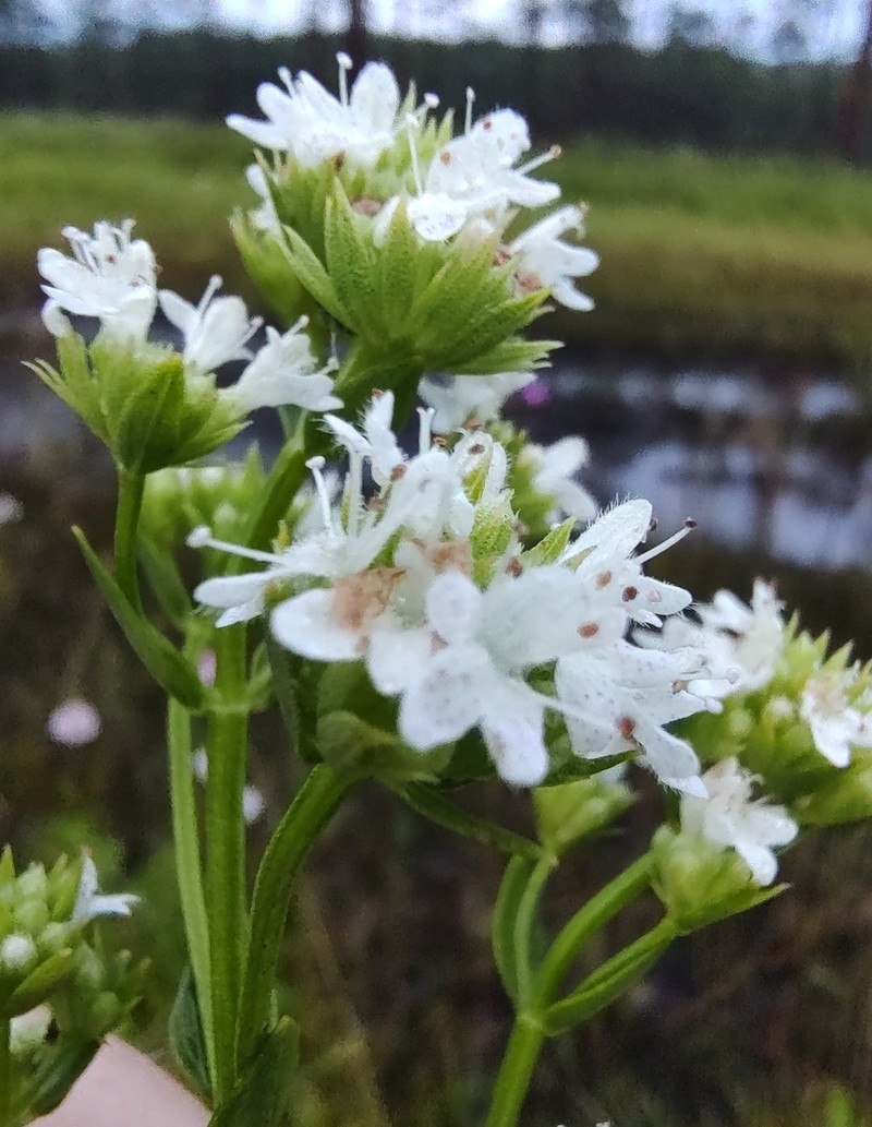 Coastal Plain Mountainmint photo 5