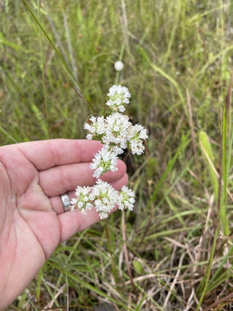 Coastal Plain Mountainmint photo 6