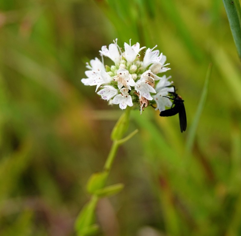 Coastal Plain Mountainmint photo 7