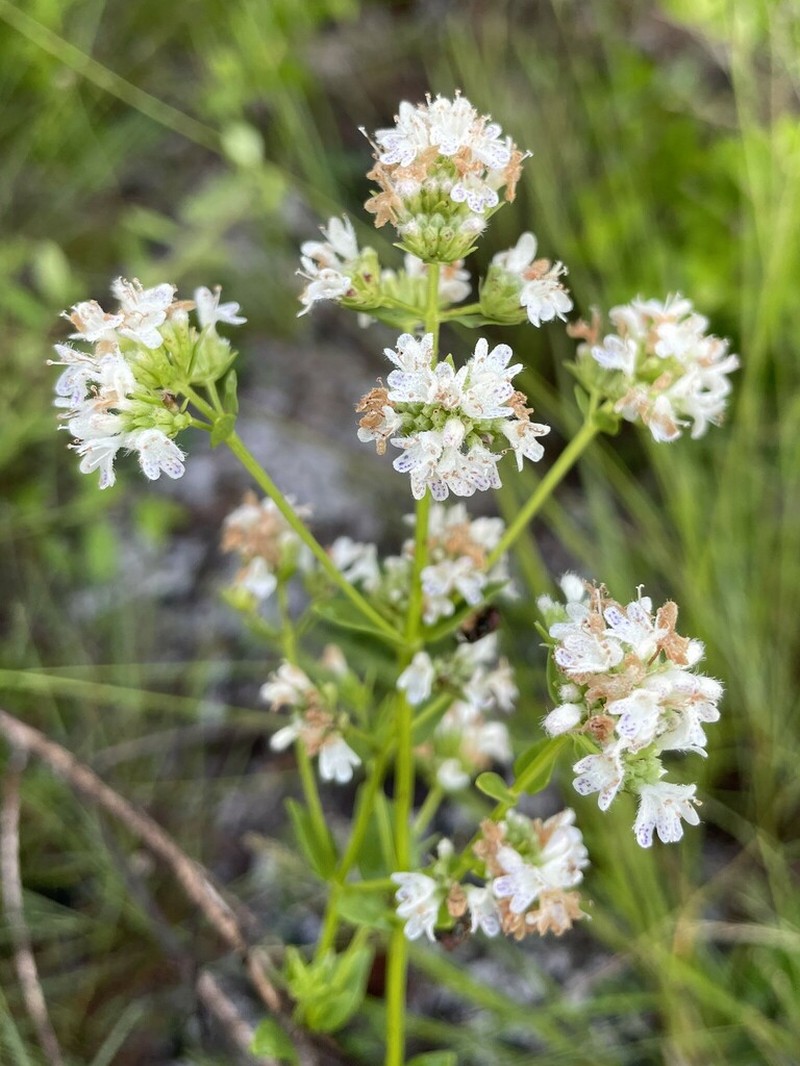 Coastal Plain Mountainmint photo 8
