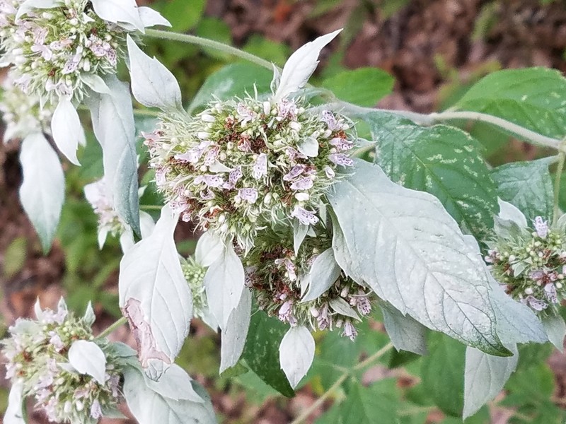 Southern Mountainmint