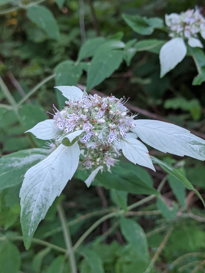 Southern Mountainmint photo 2