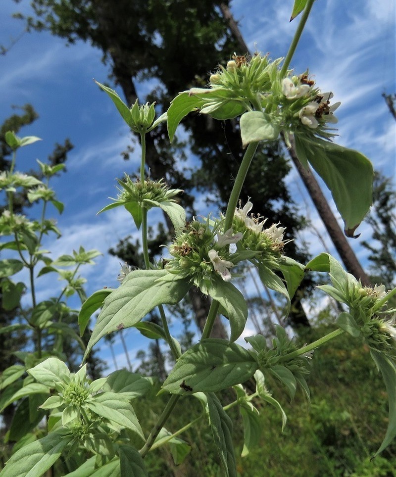 Southern Mountainmint photo 3