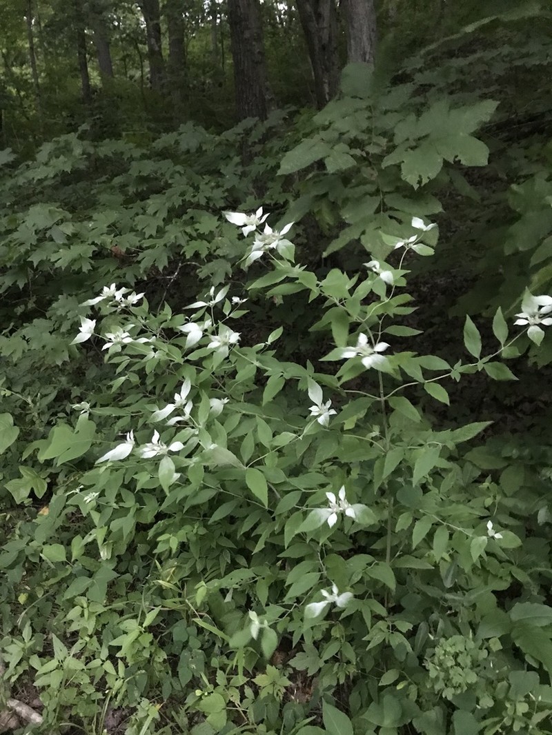 Southern Mountainmint photo 4
