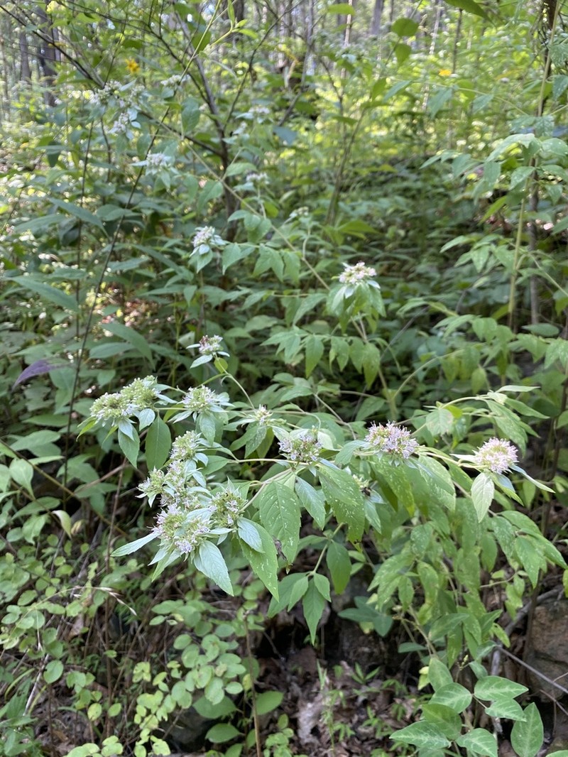 Southern Mountainmint photo 5