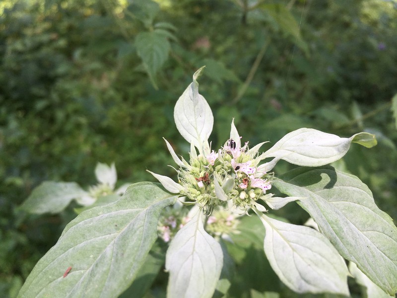 Southern Mountainmint photo 6