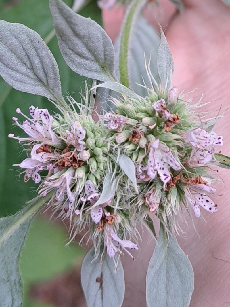 Southern Mountainmint photo 7