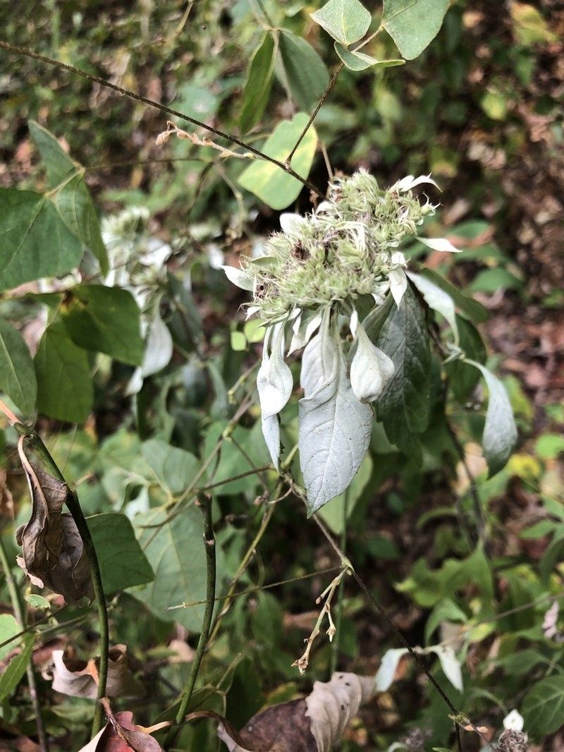 Southern Mountainmint photo 8