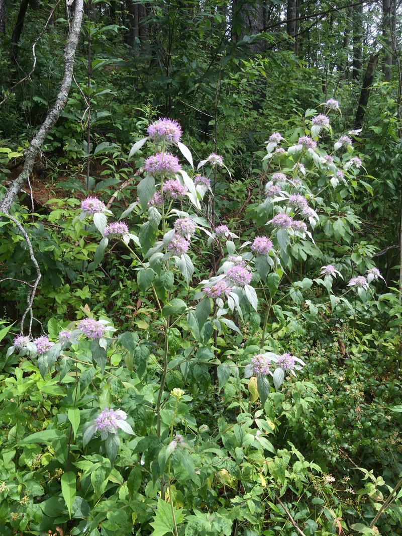 Pycnanthemum pycnanthemoides var. pycnanthemoides