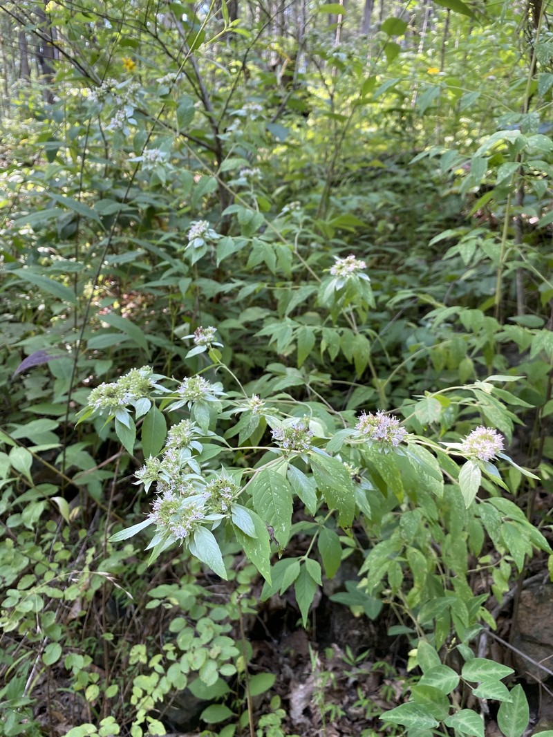 Pycnanthemum pycnanthemoides var. pycnanthemoides photo 2