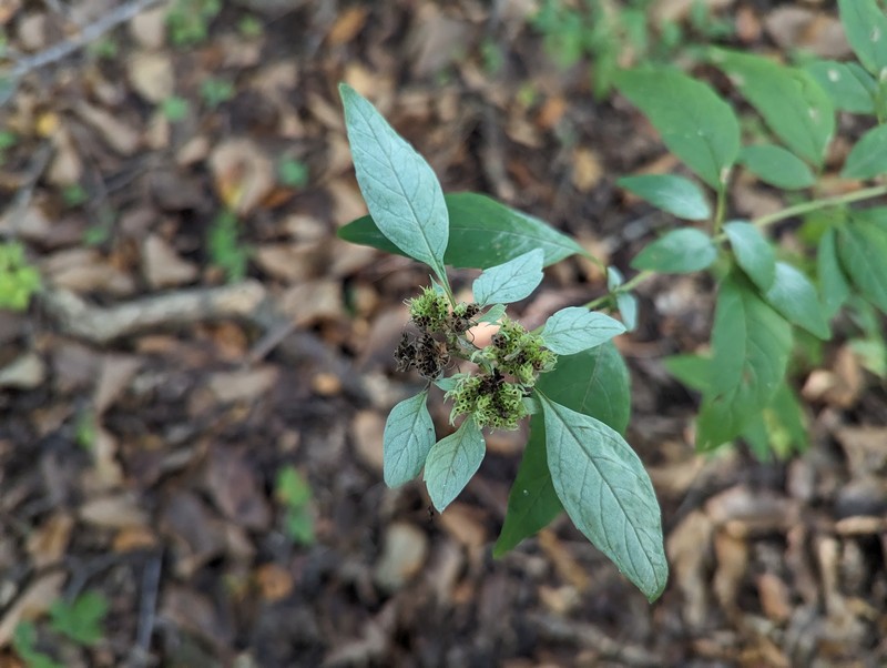Pycnanthemum pycnanthemoides var. pycnanthemoides photo 3