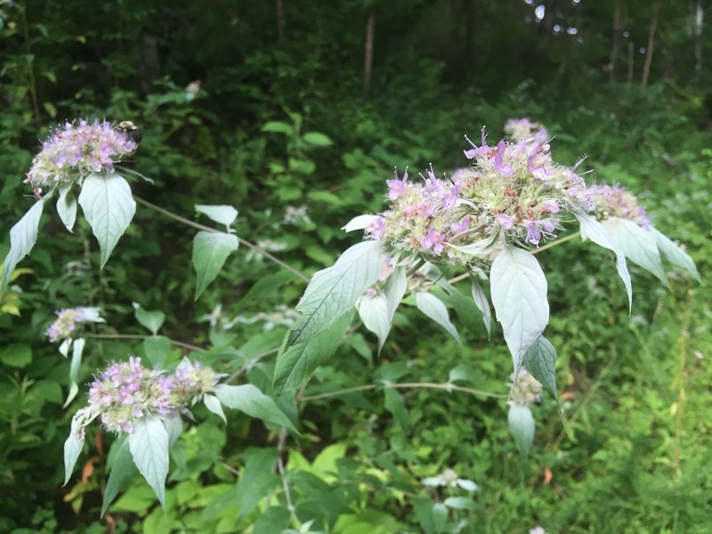 Pycnanthemum pycnanthemoides var. pycnanthemoides photo 4