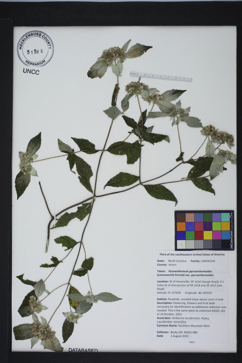 Pycnanthemum pycnanthemoides var. pycnanthemoides photo 5