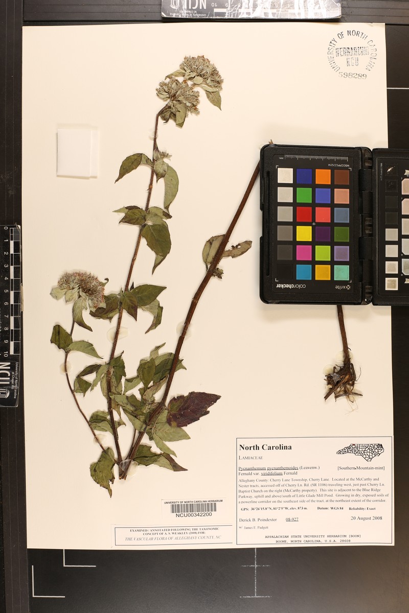 Pycnanthemum pycnanthemoides var. viridifolium