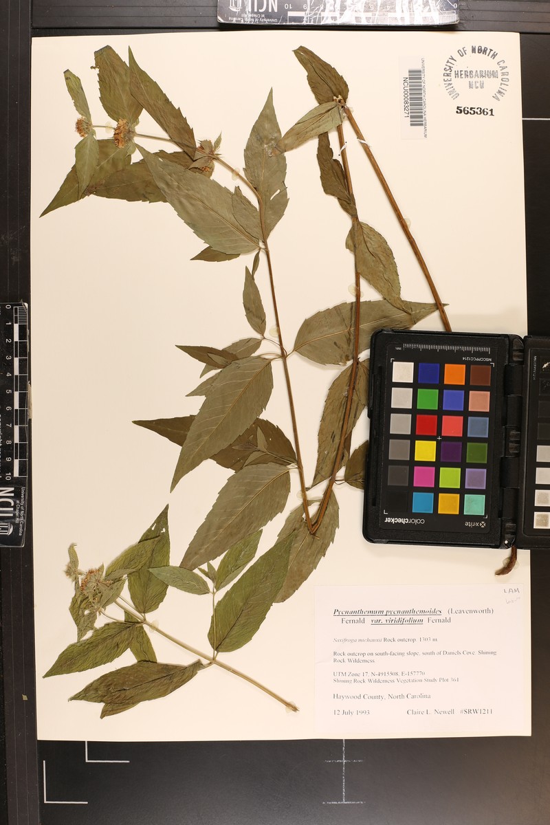 Pycnanthemum pycnanthemoides var. viridifolium photo 2