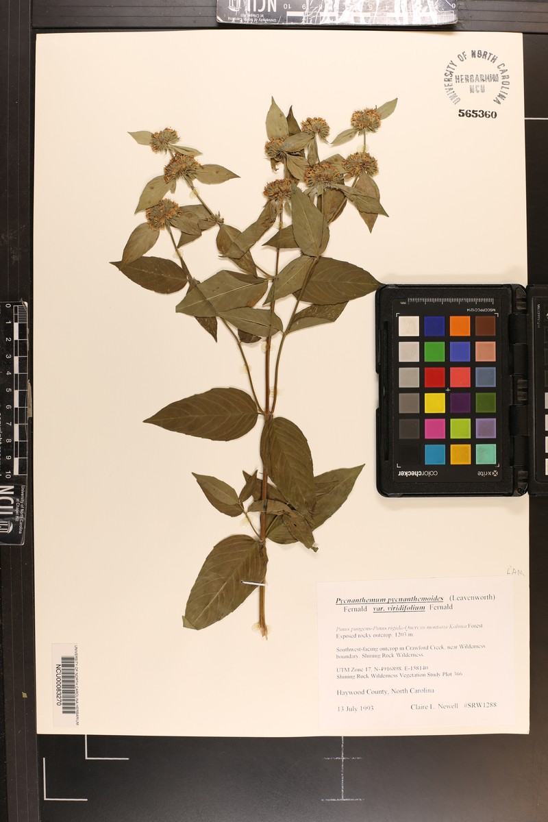 Pycnanthemum pycnanthemoides var. viridifolium photo 3