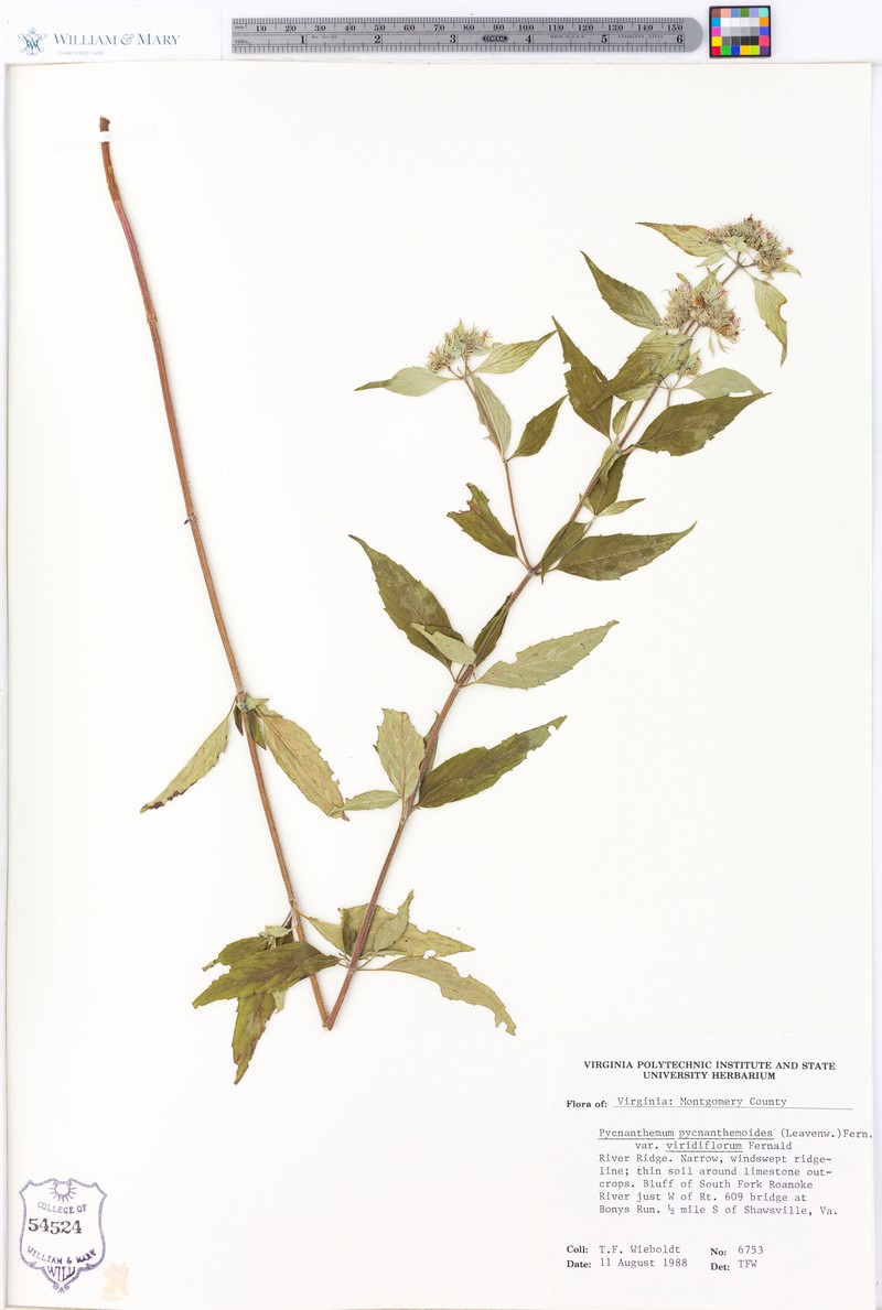 Pycnanthemum pycnanthemoides var. viridifolium photo 4