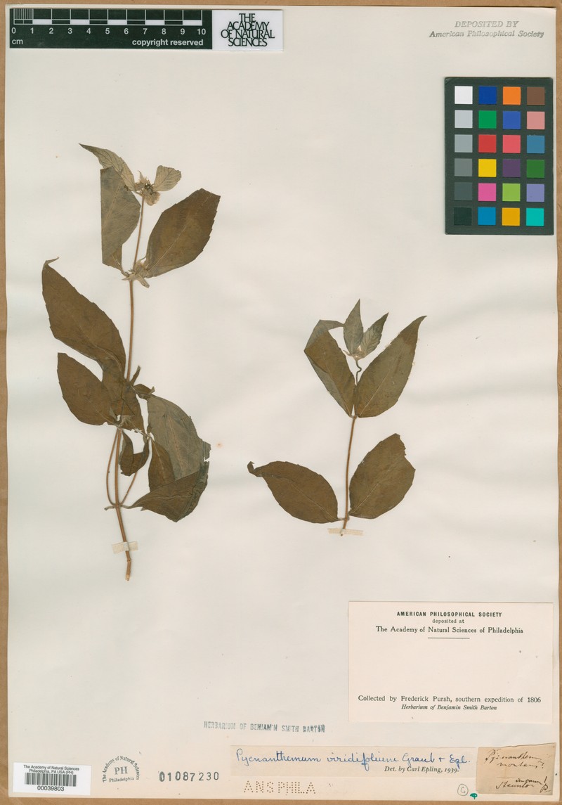 Pycnanthemum pycnanthemoides var. viridifolium photo 5