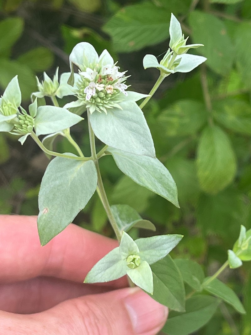 Awned Mountainmint
