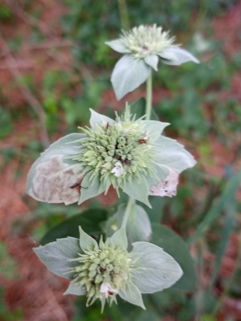 Awned Mountainmint photo 2