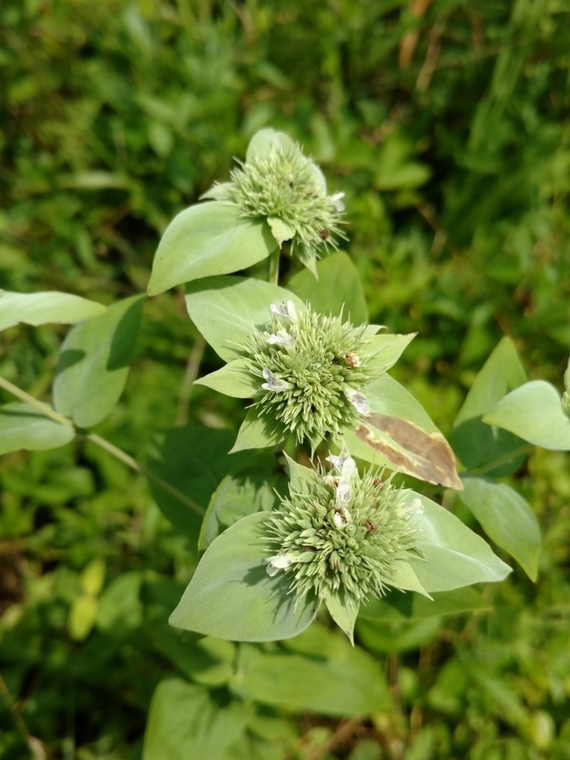 Awned Mountainmint photo 3