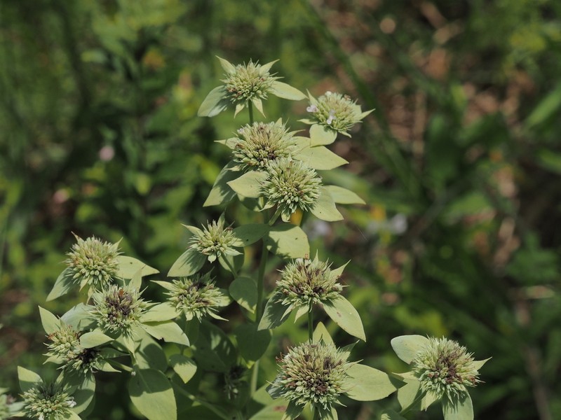 Awned Mountainmint photo 4