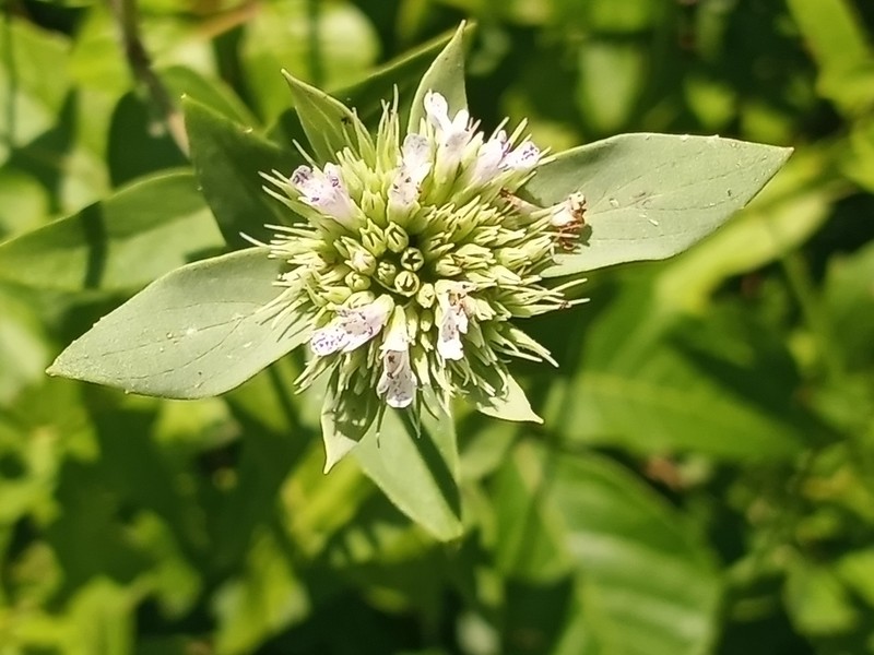 Awned Mountainmint photo 5