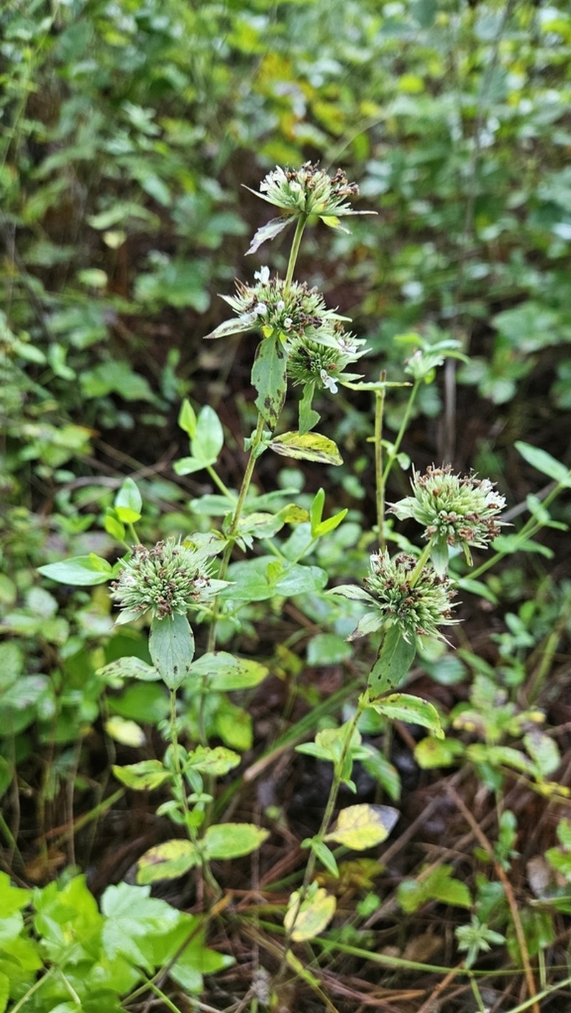 Awned Mountainmint photo 6