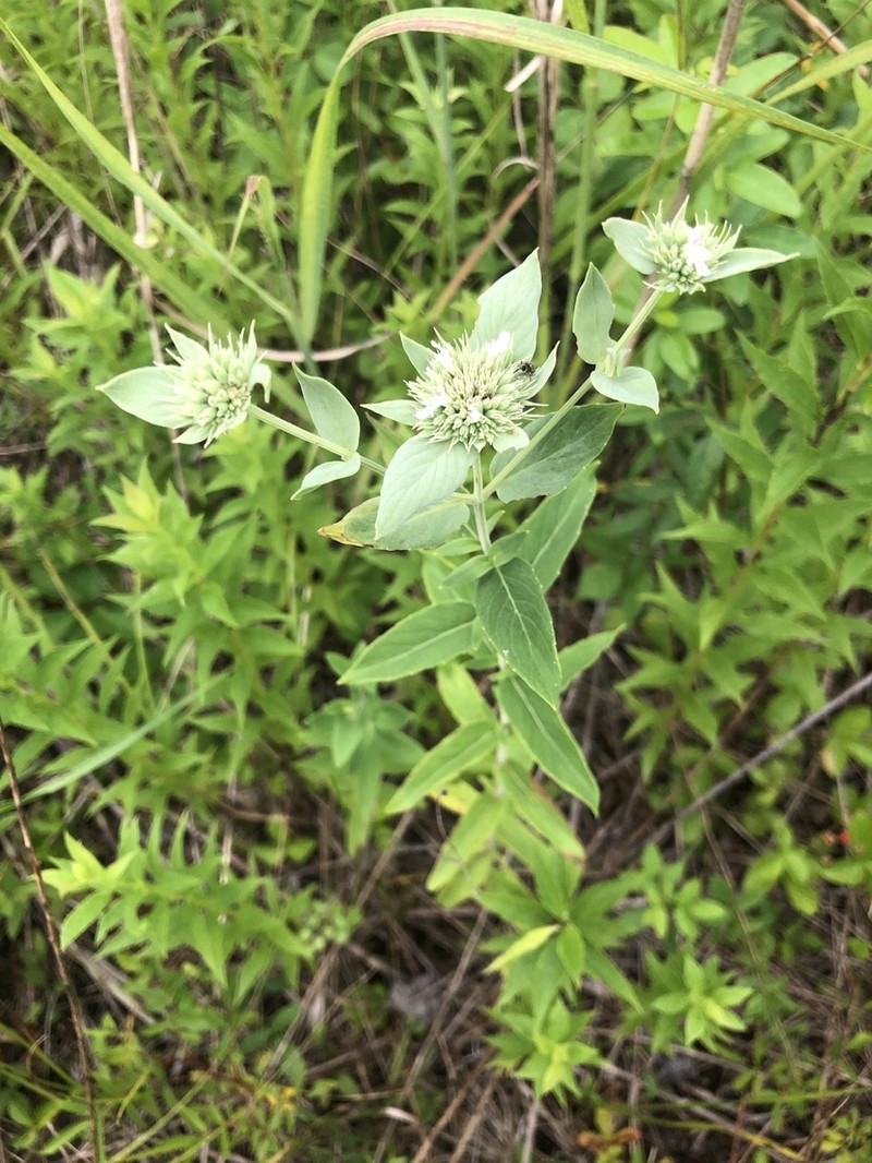 Awned Mountainmint photo 7
