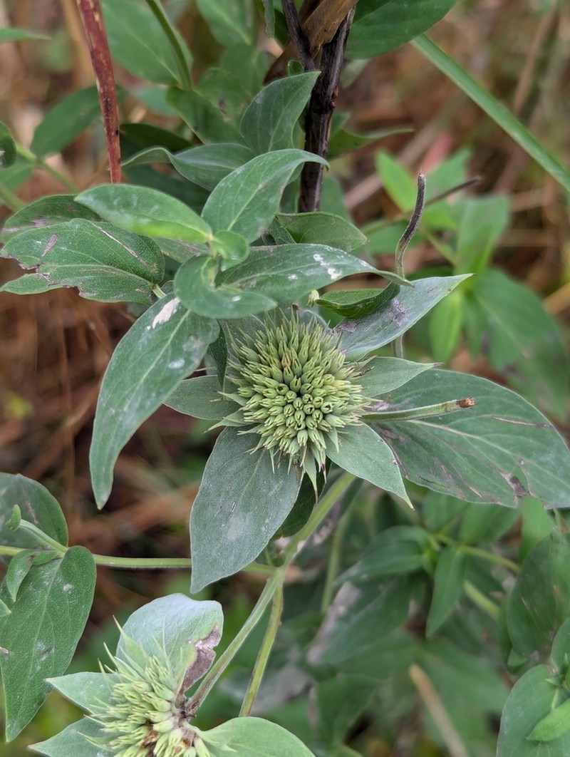 Awned Mountainmint photo 8