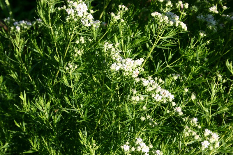 Narrowleaf Mountainmint photo 2