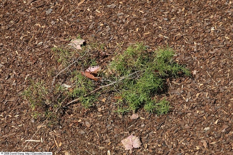 Narrowleaf Mountainmint photo 3