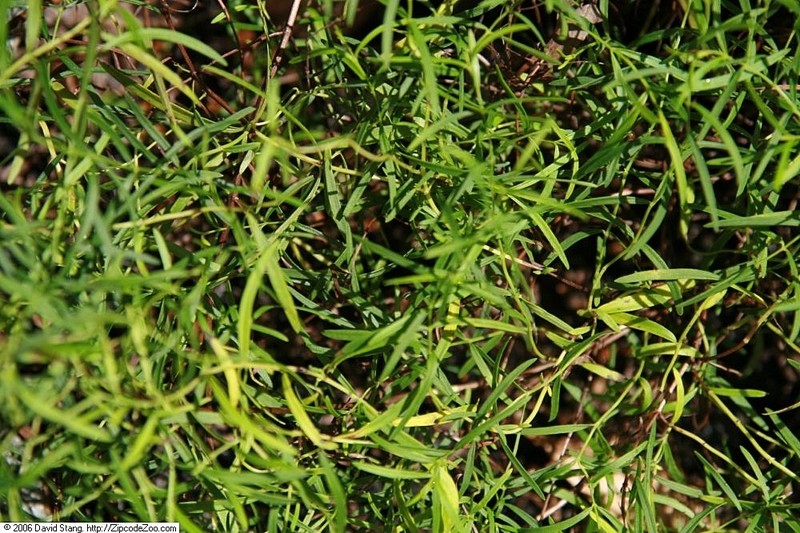 Narrowleaf Mountainmint photo 4
